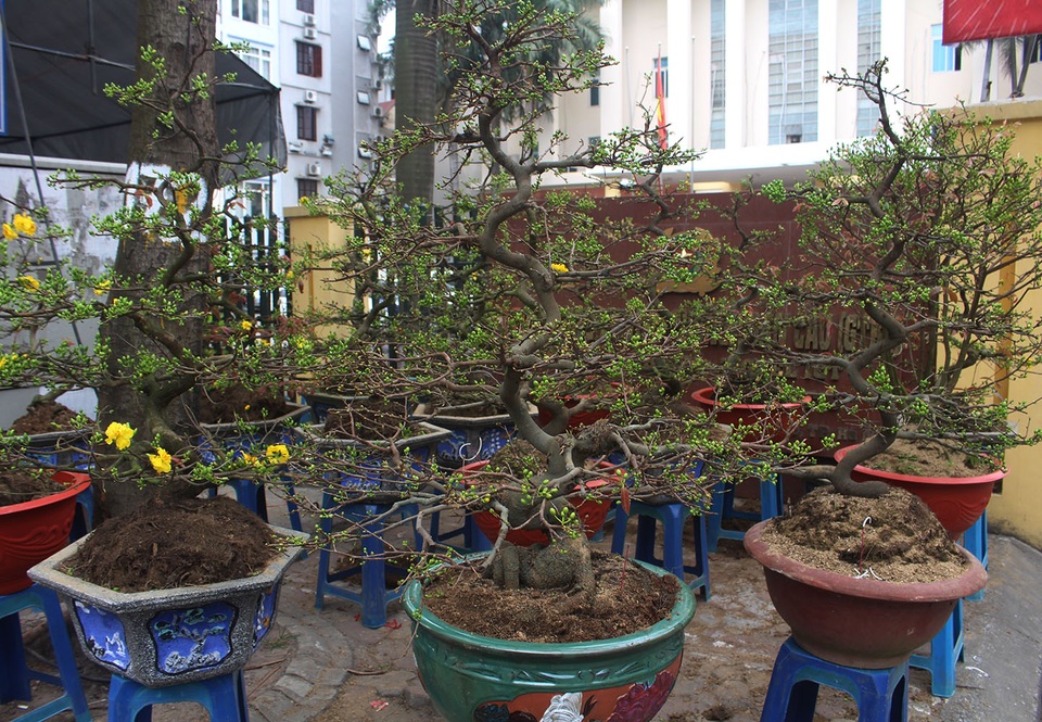 Dân buôn mai vàng nhấp nhổm, lo sốt vó khi dịch Covid-19 trở lại - 1 Dân buôn mai vàng nhấp nhổm, lo sốt vó khi dịch Covid-19 trở lại - 1