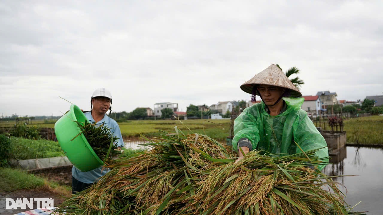 View - Người dân Hà Nội "mót" từng cọng lúa chìm trong nước, nhiều nhà mất trắng | Báo Dân trí