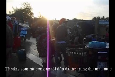 Thu mua mực tại bến cá An Lương, Duy Hải