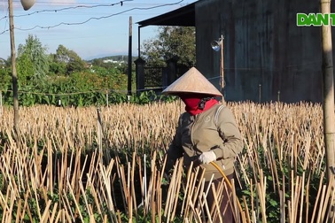 Nhà vườn tất bật vào vụ cúc Tết