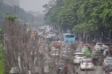 Nắng nóng thiêu đốt hàng trăm cây phong lá đỏ "sống như chết khô"