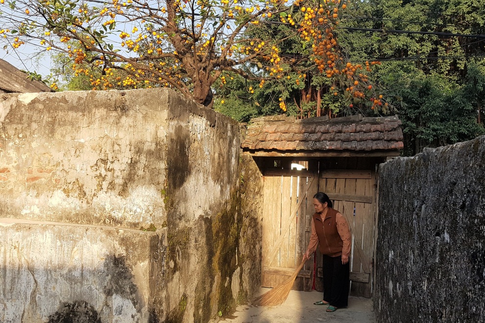 Tiết lộ bất ngờ về cây hồng trăm tuổi gây sốt mạng ở Ninh Bình - 3 Tiết lộ bất ngờ về cây hồng trăm tuổi gây sốt mạng ở Ninh Bình - 3