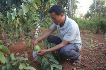 “Vàng đen” rớt giá, dân đổ xô đi trồng “cây lạ”, cây ăn quả