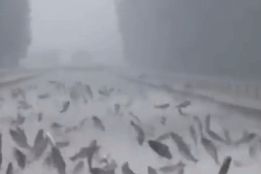 Hàng trăm con cá nhảy rào rào lên cao giữa trời mưa tạo hình ảnh ngoạn mục