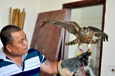 Bộ sưu tập chim săn giá 300 triệu của dân chơi Hà Nội