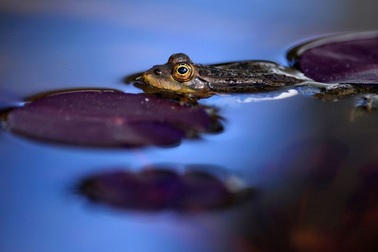 Ếch biết định hướng theo từ trường Trái Đất