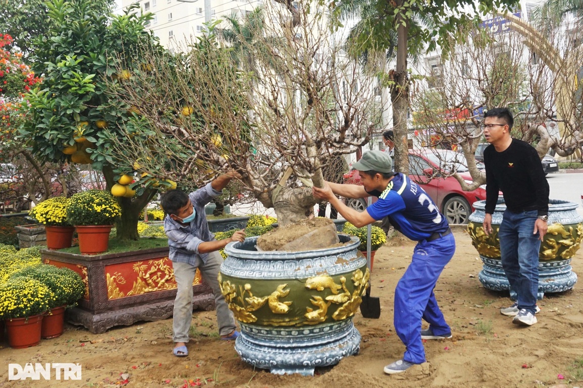 Hoa trạng nguyên, lồng đèn xuống phố đọ sắc Tết với đào, mai - 2 Hoa trạng nguyên, lồng đèn xuống phố đọ sắc Tết với đào, mai - 2