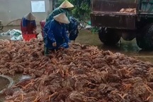 Chủ trang trại "nuốt nước mắt" nhìn hàng nghìn con gà chết la liệt vì lũ