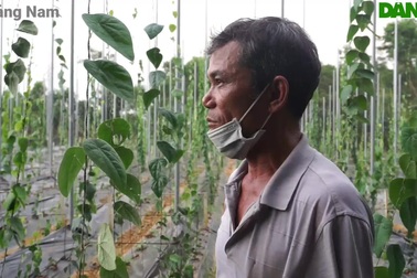 Thu tiền tỷ nhờ trồng loài cây sương sâm