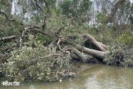 “Lá phổi xanh” giữa đầm Thị Nại xơ xác sau bão Kalmaegi