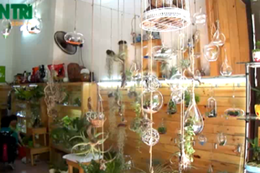 Độc đáo loại cây sống không cần đất, lơ lửng trên không