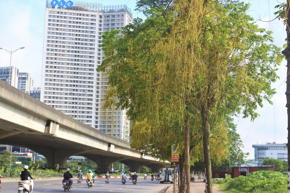 Hà Nội: Dây tơ hồng quấn như ma trận đe dọa một loạt cây xanh - 8 Hà Nội: Dây tơ hồng quấn như ma trận đe dọa một loạt cây xanh - 8