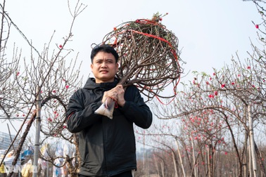 Đào Nhật Tân khoe sắc rực rỡ, giá tăng vọt vẫn đắt khách tới mua