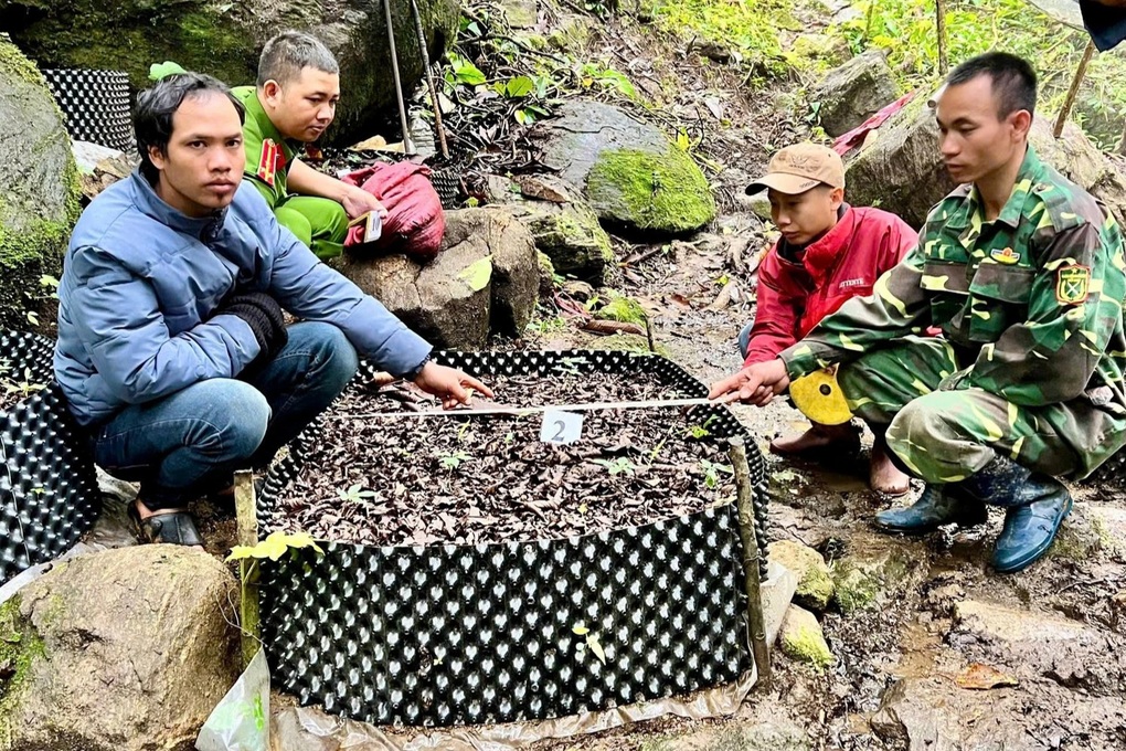 Nhổ trộm 350 cây sâm Ngọc Linh đem về trồng - 1