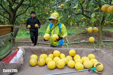 Vườn bưởi Diễn tiền tỷ vào vụ thu hoạch, bán "đắt như tôm tươi"