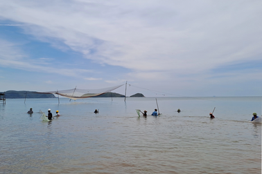 Trúng "lộc biển", người dân vớt dọc bờ cũng kiếm tiền triệu mỗi ngày