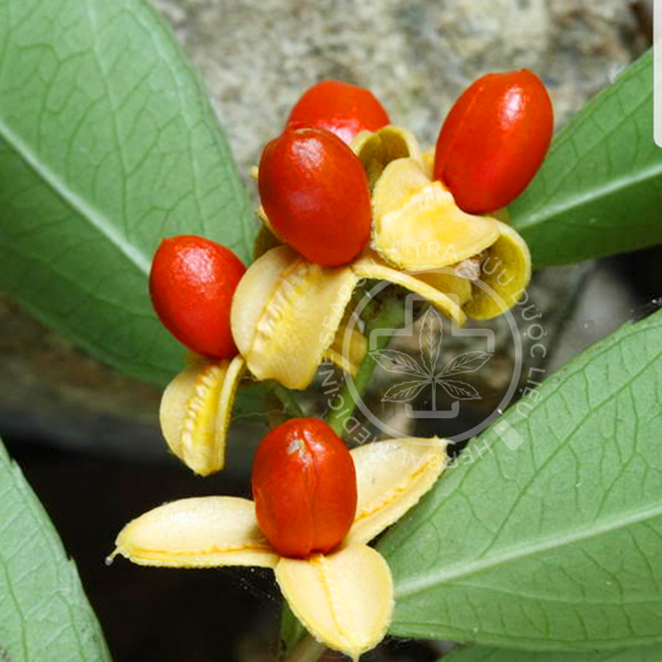 Hiểu đúng về cây xạ đen - 2 Hiểu đúng về cây xạ đen - 2