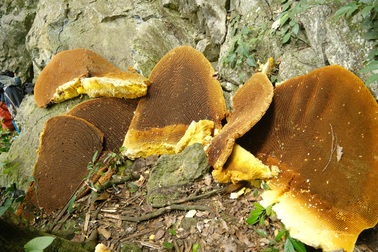 Chiêm ngưỡng những tổ ong khoái khổng lồ bám đầy vách núi đá ở Cao Bằng