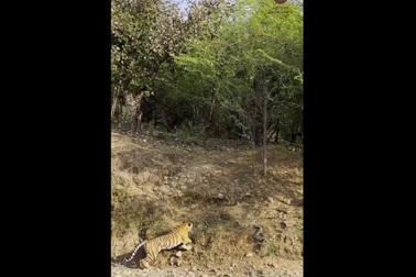 Hổ mẹ chiến đấu chống lại hổ đực để bảo vệ các con của mình