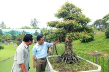 Đại gia Thái Nguyên dốc tiền khủng chơi dàn bonsai khế, coi như báu vật trong nhà