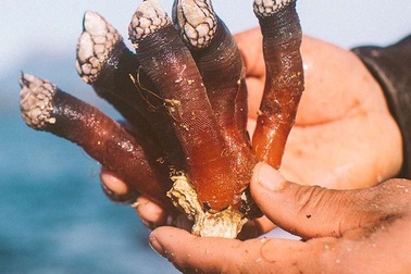 Những đặc sản có tên gọi “rùng rợn” nhất thế giới, Việt Nam cũng có một món