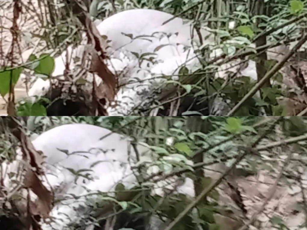Bất ngờ phát hiện voi đực chết trong rừng tại Nghệ An - 1 Bất ngờ phát hiện voi đực chết trong rừng tại Nghệ An - 1