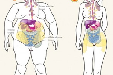 5 sự thật bất ngờ về mỡ nâu