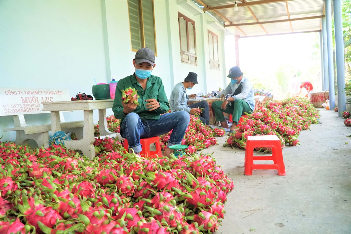 Bán 10 kg thanh long chưa mua nổi 1 tô phở, nông dân lo trắng tay - 6 Bán 10 kg thanh long chưa mua nổi 1 tô phở, nông dân lo trắng tay - 6