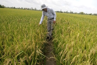 Tiền Giang: Công bố kết quả kiểm nghiệm phân bón nghi làm lúa chết non
