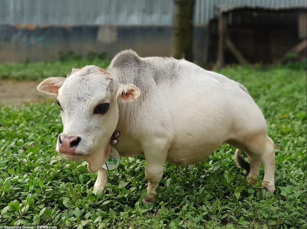 Chú bò tí hon nhất thế giới, chỉ cao... 51 cm - 1 Chú bò tí hon nhất thế giới, chỉ cao... 51 cm - 1