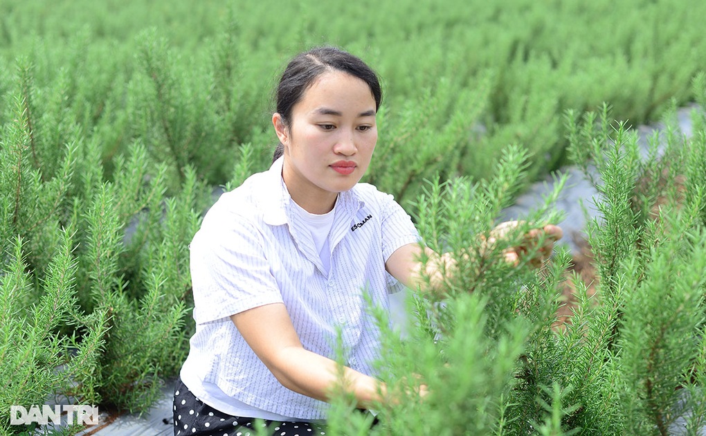 Vợ chồng trẻ bỏ phố về quê khởi nghiệp bằng loại cây ít ai trồng - 1