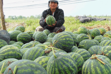 Đồn sử dụng thuốc Trung Quốc, dưa hấu bị ế dài