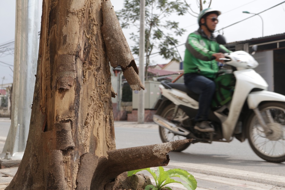 Hà Nội: Hàng trăm cây xanh chết khô trên con đường mới mở - 7 Hà Nội: Hàng trăm cây xanh chết khô trên con đường mới mở - 7