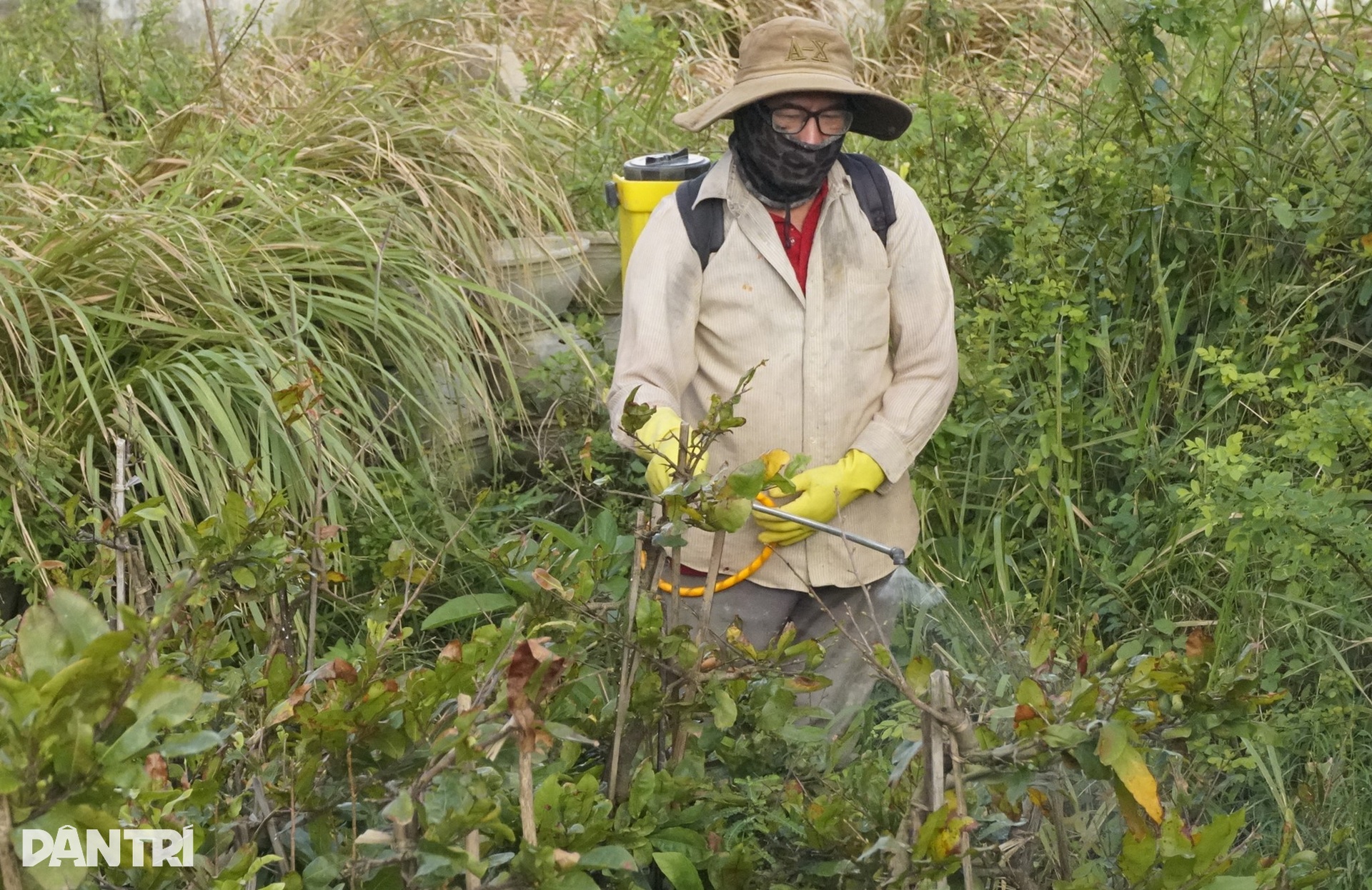Nông dân điêu đứng vì mai Tết cười sau bão lũ dồn dập - 8 Nông dân điêu đứng vì mai Tết cười sau bão lũ dồn dập - 8