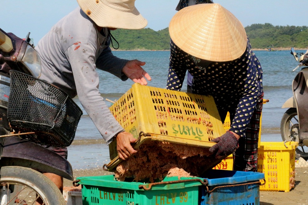 Ngư dân trúng mùa ruốc, thu tiền triệu mỗi ngày - 10 Ngư dân trúng mùa ruốc, thu tiền triệu mỗi ngày - 10