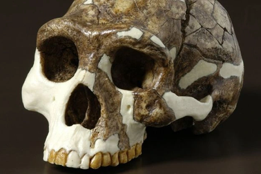 Người cổ đại từng suýt tuyệt chủng, nhưng thoát được bằng cách nào?