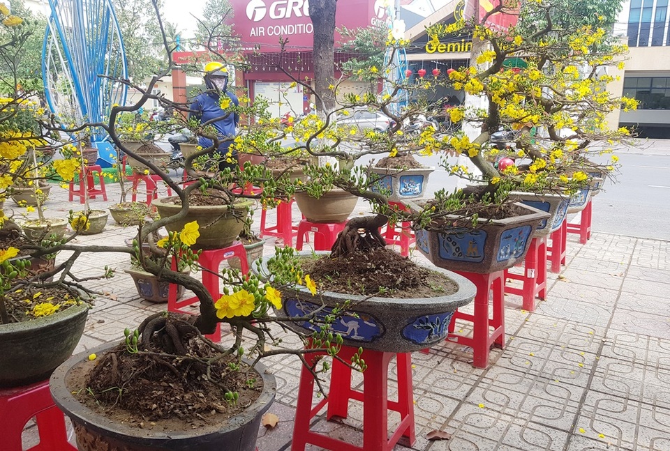 29 Tết: Mai vàng bung nở tung tóe, vừa bán vừa hạ giá chạy Tết - 1 29 Tết: Mai vàng bung nở tung tóe, vừa bán vừa hạ giá chạy Tết - 1