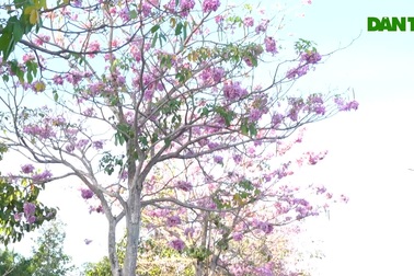 Chiêm ngưỡng con đường hoa kèn hồng độc nhất miền Tây