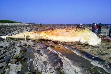 Cá voi dài 10 mét chết dạt vào đảo Bạch Long Vĩ