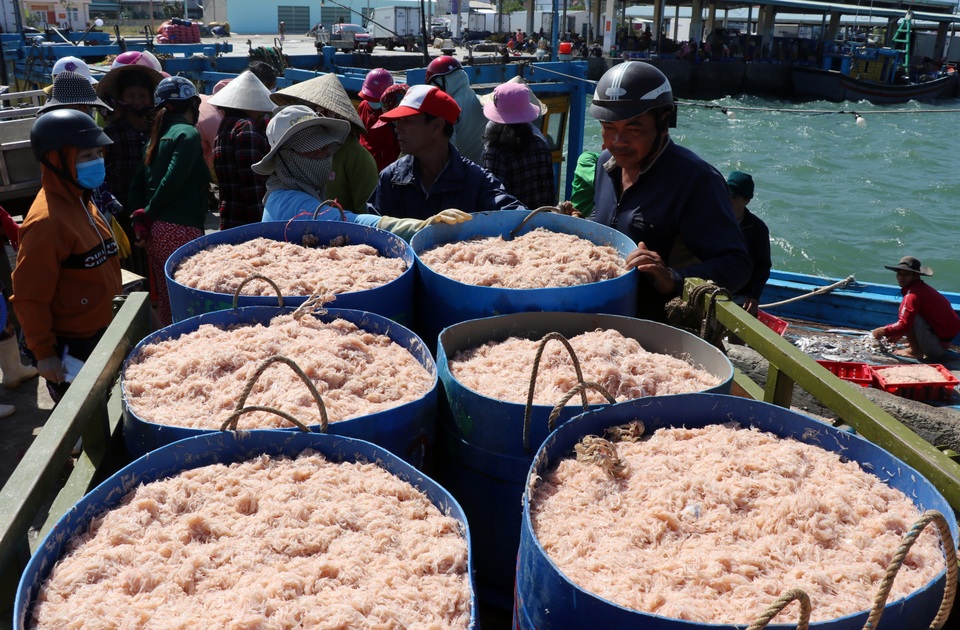 Phú Yên: Trúng ruốc biển, ngư dân bỏ túi tiền triệu mỗi ngày - 10 Phú Yên: Trúng ruốc biển, ngư dân bỏ túi tiền triệu mỗi ngày - 10