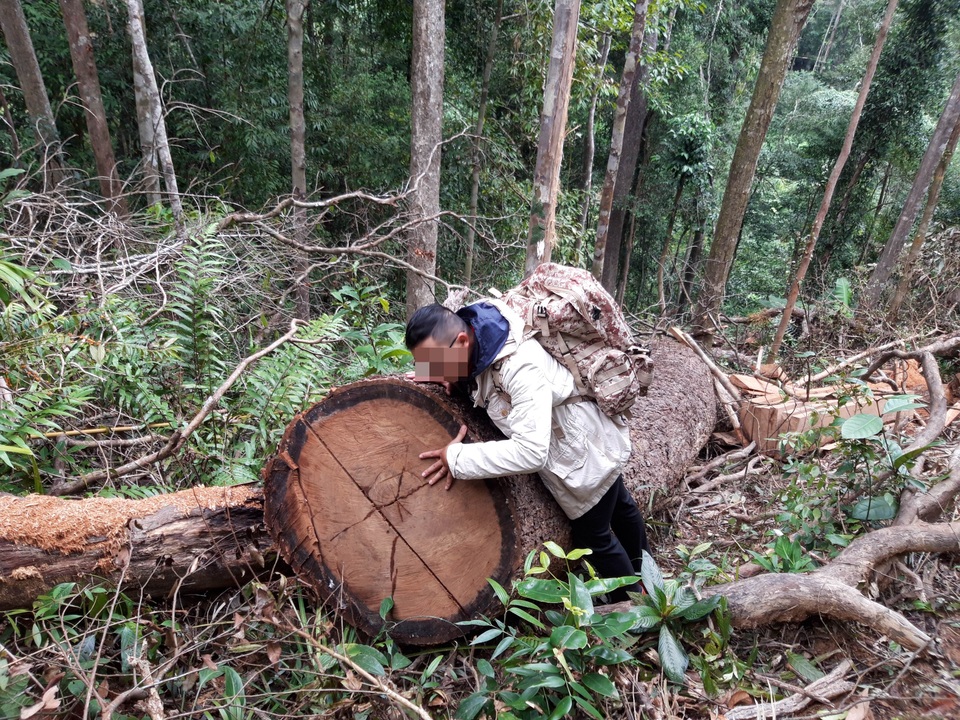Núp bóng lấy gỗ làm nhà, lâm tặc mở “công trường khai thác gỗ tại Kon Tum! - 4 Núp bóng lấy gỗ làm nhà, lâm tặc mở “công trường khai thác gỗ tại Kon Tum! - 4