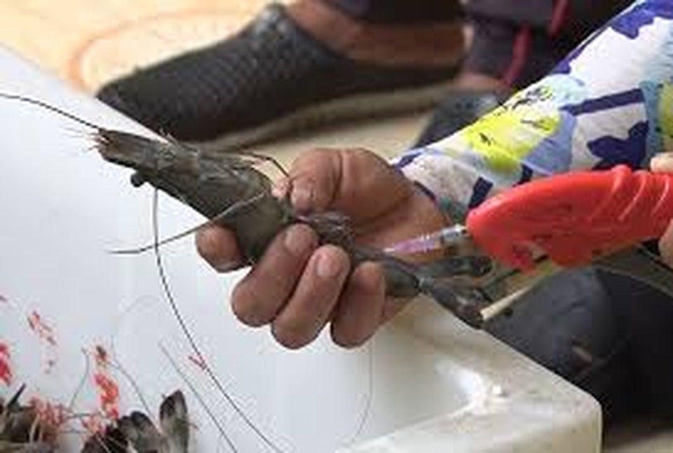 Phát hiện cơ sở sản xuất bơm tạp chất vào tôm - 1 Phát hiện cơ sở sản xuất bơm tạp chất vào tôm - 1