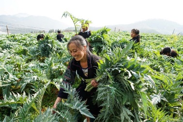 Trà mát gan Boganic và sự lựa chọn của cuộc thi Hoa hậu Việt Nam 2020