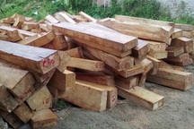 Hàng chục mét khối gỗ pơmu bị lâm tặc “xẻ thịt” ở vùng biên giới