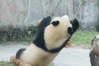 Gấu trúc nghịch ngợm bị ngã khỏi thang dây