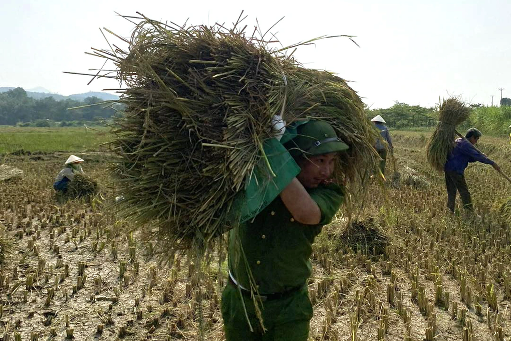Công an lội ruộng gặt lúa giúp dân - 3 Công an lội ruộng gặt lúa giúp dân - 3