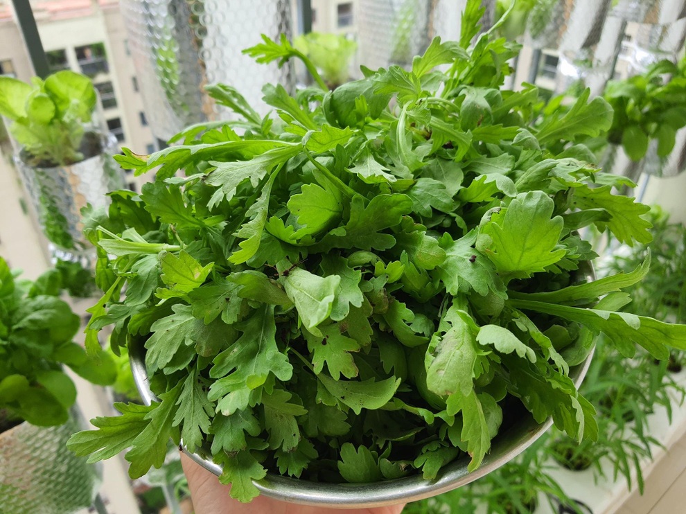 Mẹ bỉm sữa tại Hà Nội xin ve chai biến 3 m2 thành vườn treo xanh mướt - 7 Mẹ bỉm sữa tại Hà Nội xin ve chai biến 3 m2 thành vườn treo xanh mướt - 7