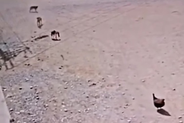 Mèo ra tay "nghĩa hiệp", giải cứu gà bị chó bắt nạt