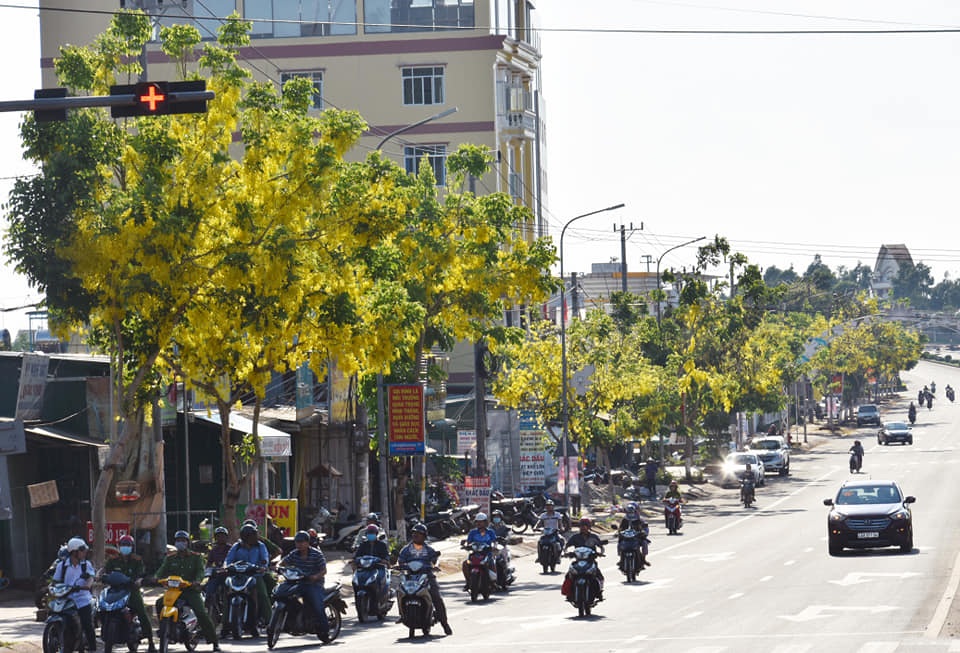 Thành phố trẻ nhất Tây Nguyên rực rỡ sắc vàng của hoa osaka - 9 Thành phố trẻ nhất Tây Nguyên rực rỡ sắc vàng của hoa osaka - 9