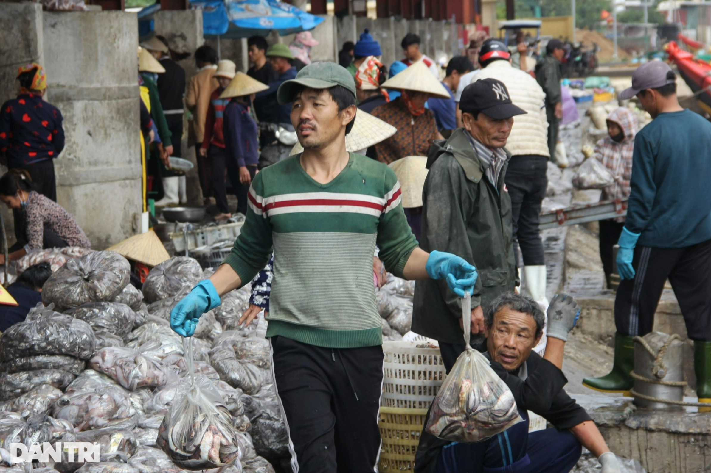 Ngư dân hốt bạc từ những chuyến đi biển cuối năm - 4 Ngư dân hốt bạc từ những chuyến đi biển cuối năm - 4